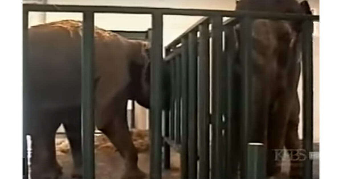 Former circus elephants separated for 22 years – cameras catch moment they reunite for the 1st time