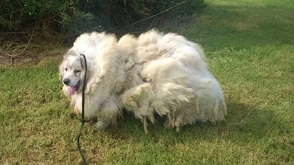 Dog was locked in barn for 6 years — now see his transformation after he gets a haircut