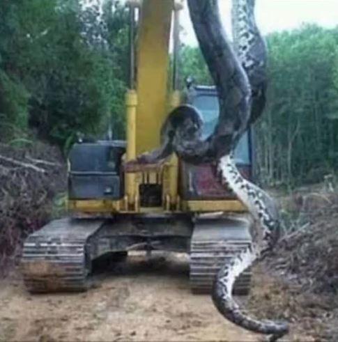 ‘Such a monster!’ A large snake was discovered by a hiker near a creek in South Carolina.