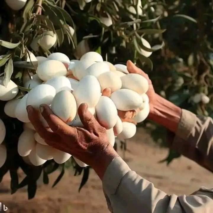 She was shocked when she realized what the white eggs that she had seen hanging from a tree actually were.