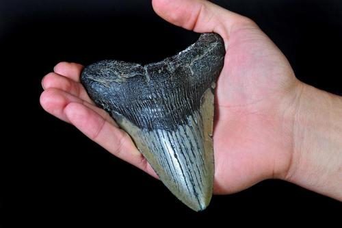 A 9-year-old discovers a strange object while wading on the beach.