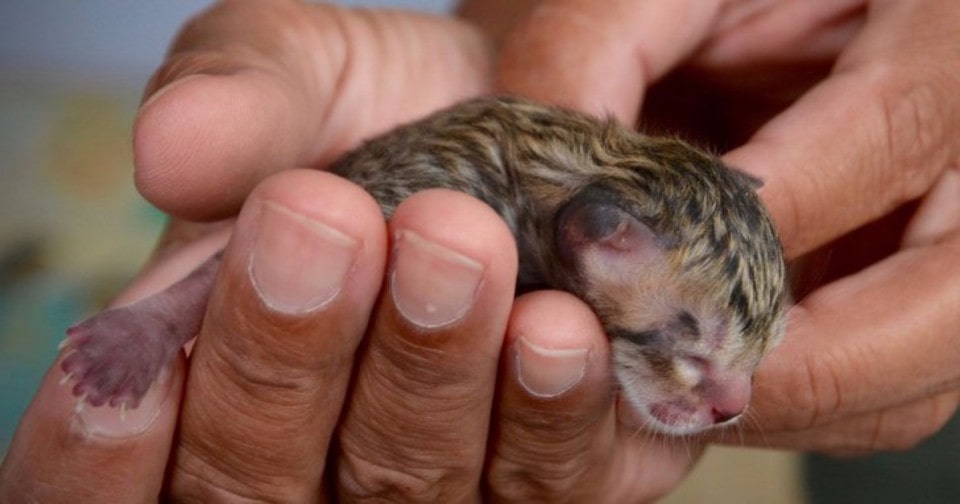 A man was walking home from work when he noticed a little animal on the sidewalk!