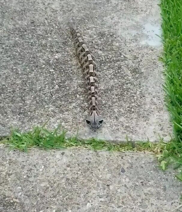 Unveiling the mysterious Gaboon Viper: Nature’s master of concealment and deadly accuracy