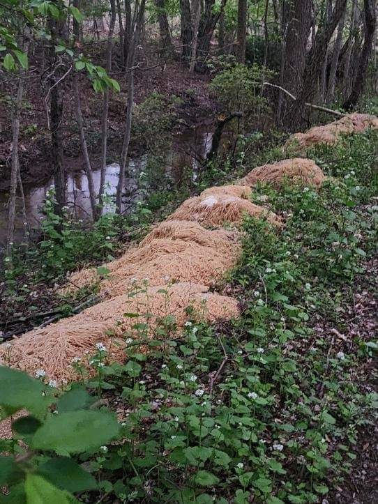 What led to 500 pounds of alphabet pasta and noodles being dumped in the woods has been found out.