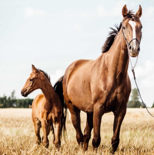 He noticed what was coming from the horse’s mouth when he reviewed the photo.