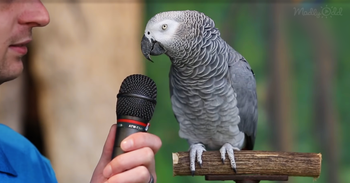 Parrot is asked how he views himself. I fell out of my chair at his answer!