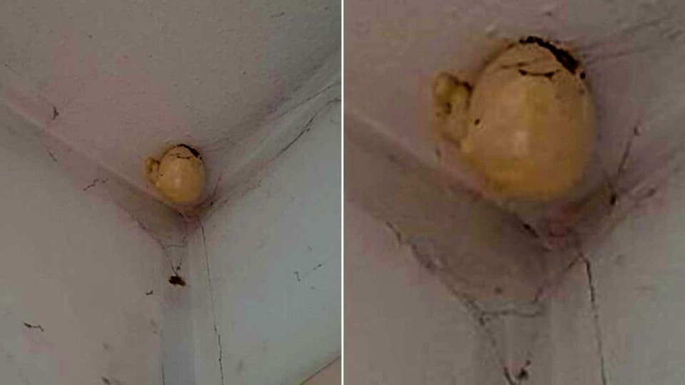 A woman noticed a very strange “egg” on the ceiling of her room and asked on Facebook what is that