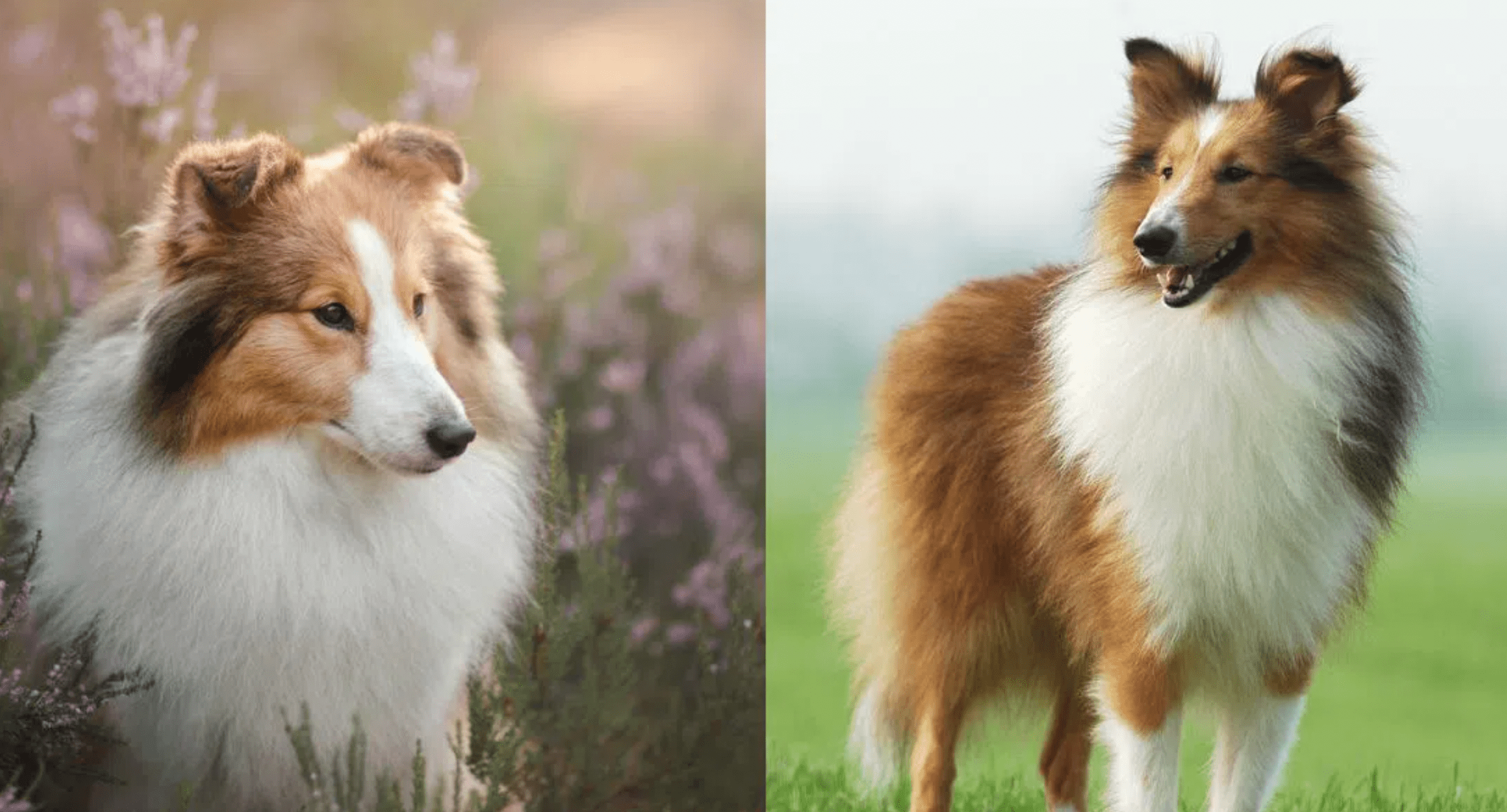 Man Who Spent $14K To Transform Himself Into Collie Steps Out For First-Ever Walk In Public