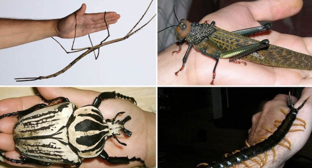 20 of the Largest Insects in the World