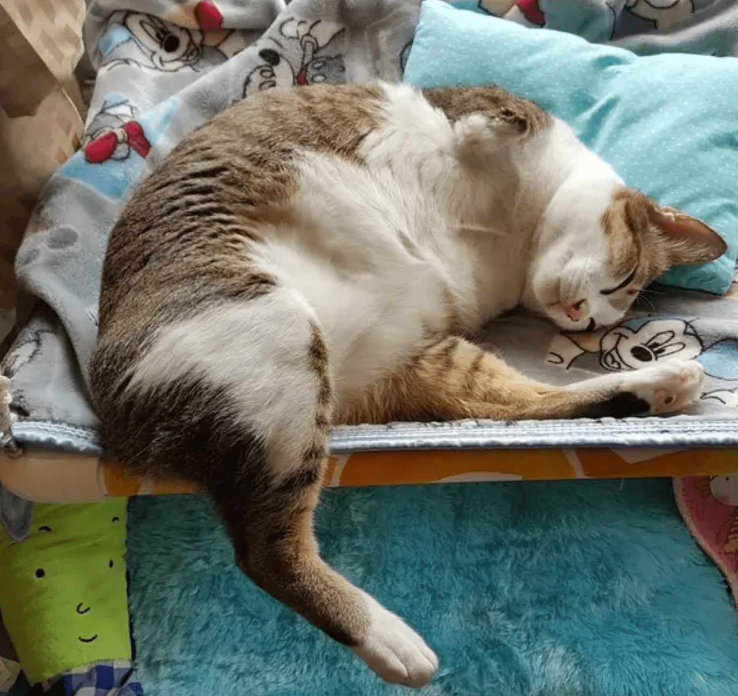 The Cat Without Front Legs Had Zero Chance To Survive But The Unbelievable Happened