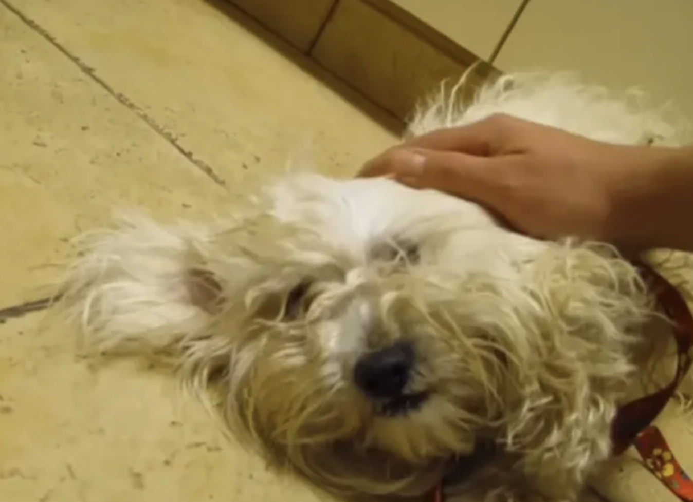 Frightened Dog Is Set To Be Put Down But Watch Her Reaction When She Realizes She’s Saved