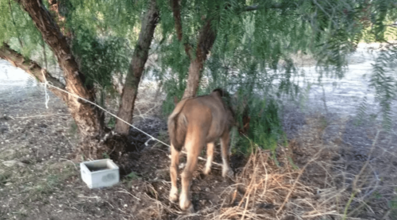 Police Find Pony Abandoned And Tied To A Tree, Unexpected Detail Explains Why It Refuses To Turn Around