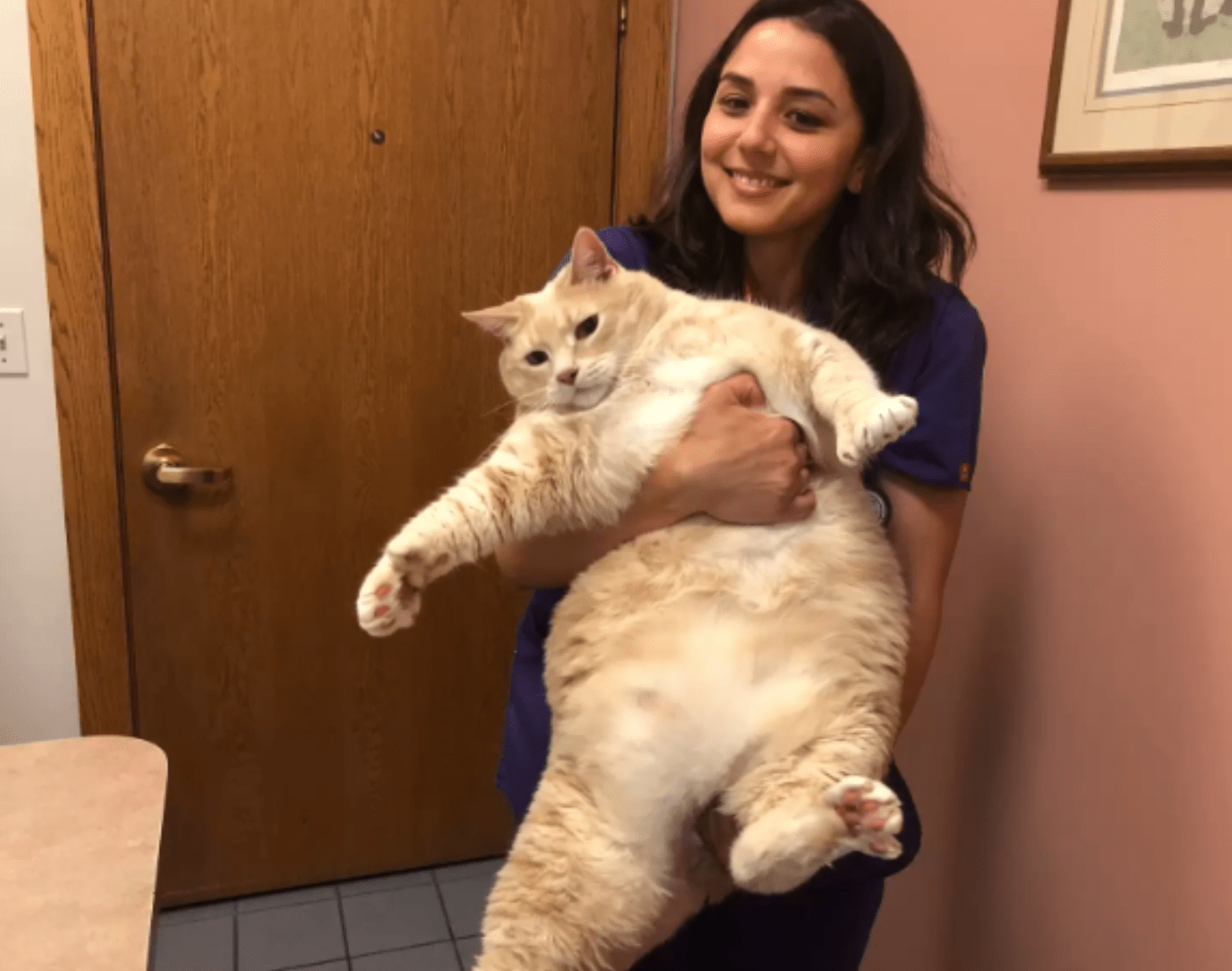 Giant 33-Pound Shelter Cat Finds Best Family To Love Him