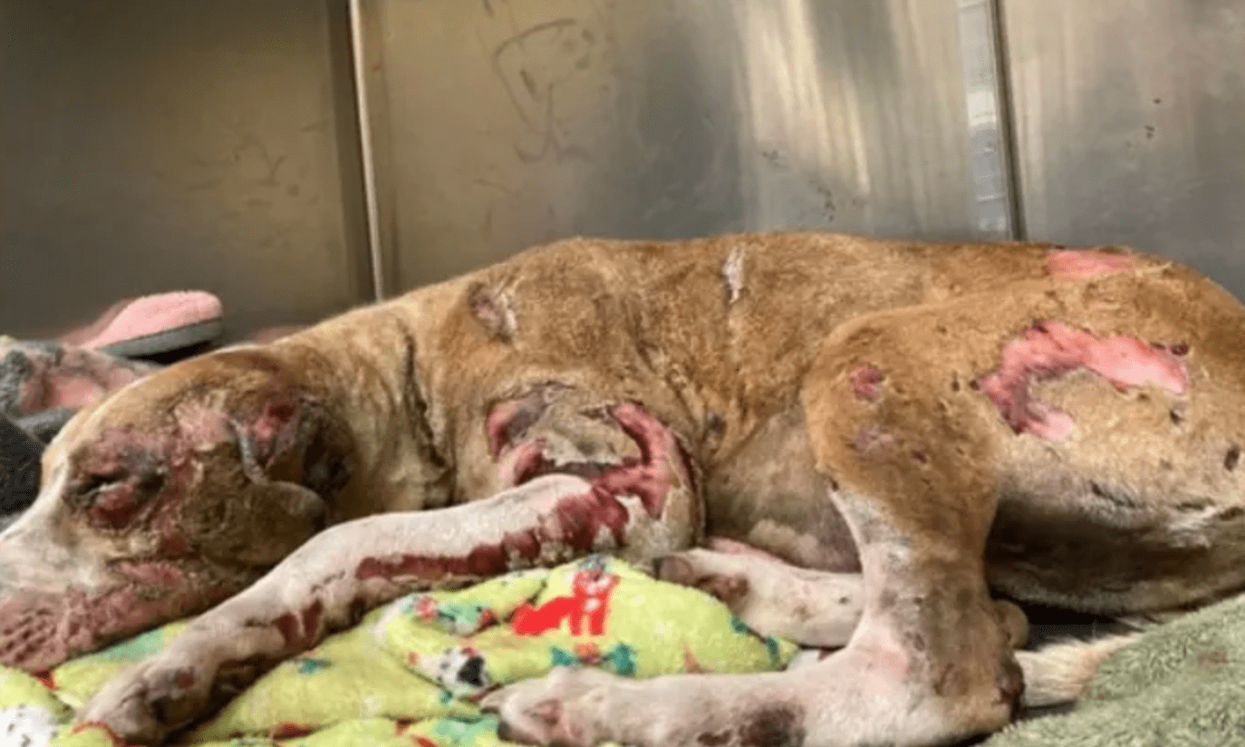 Dog Cruelly Set On Fire With Gasoline But Here’s How She Looks After Year Of Recovery