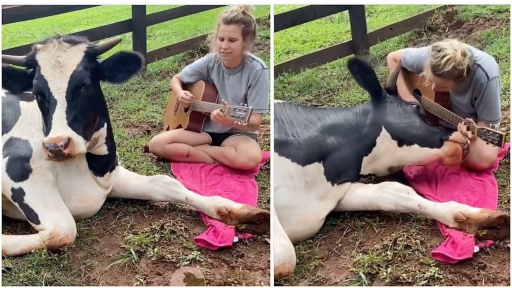 Woman Lovingly Plays Guitar for an Affectionate Cow