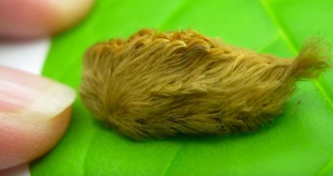 They took a seat on a bench and looked at a bizarre small furry creature.