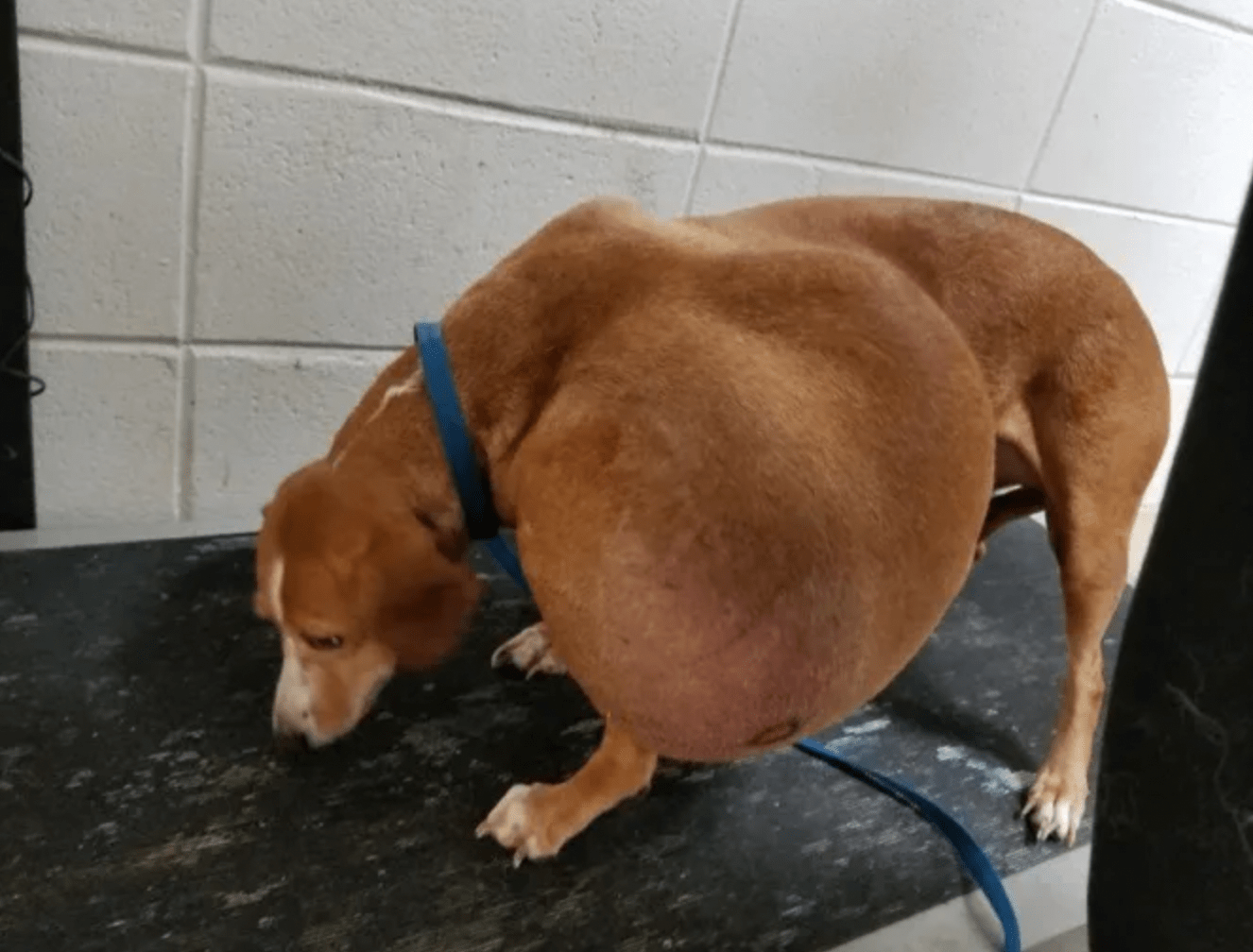 Local Shelter Stunned By Dog’s Condition But Here’s How She Looks Like Now After Being Given 2nd Chance