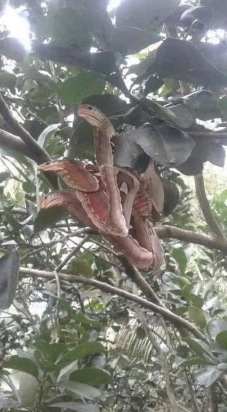 Fascinating Optical Illusion: The Atlas Moth Disguised as a Snake