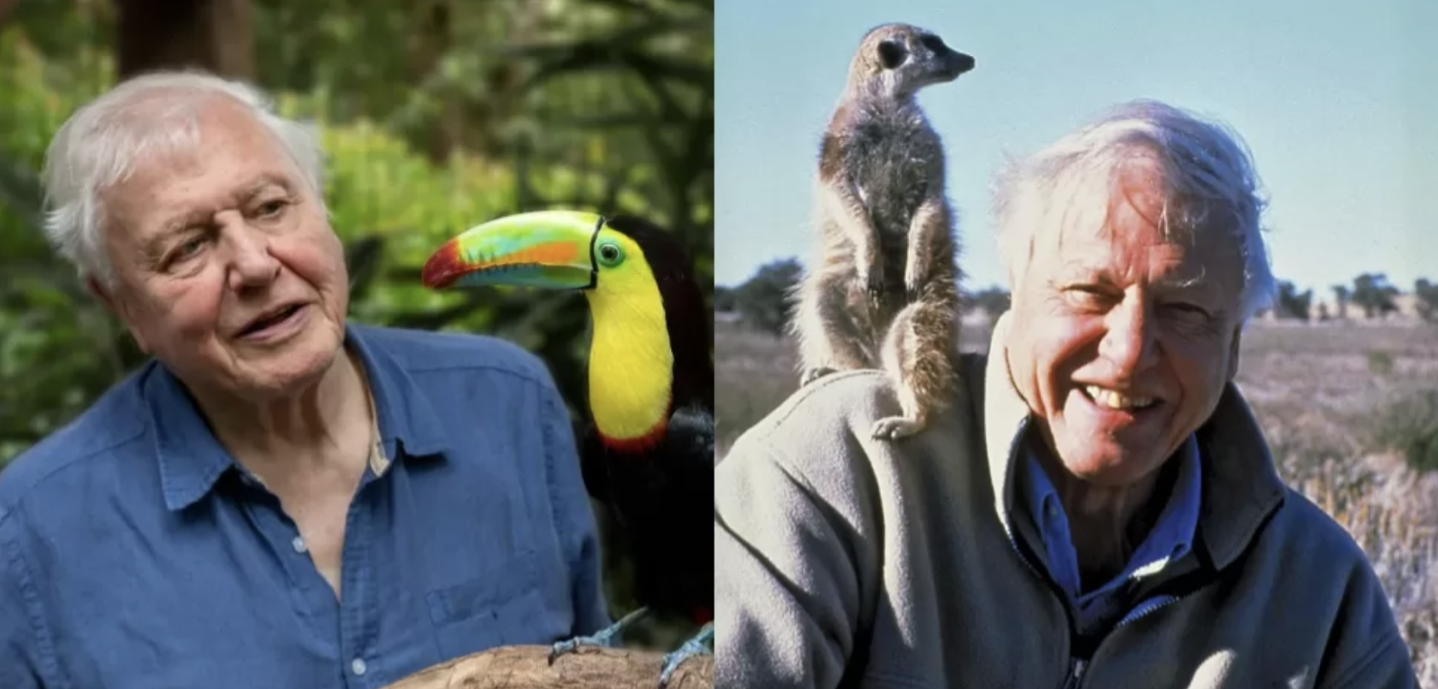 Sir David Attenborough’s Tragic Struggle