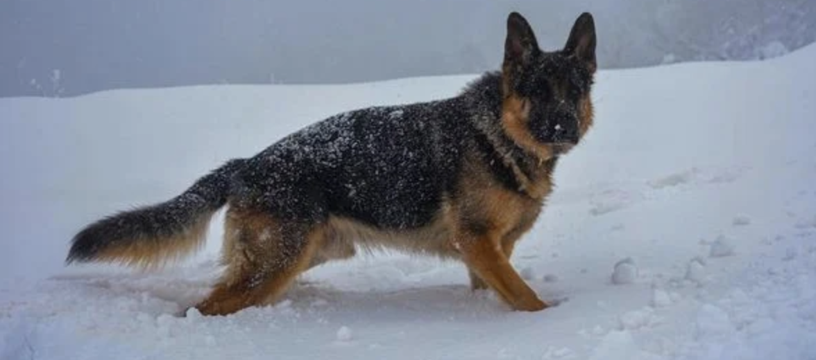 A faithful German Shepherd stayed by its owner’s side even after they passed away, for 23 days.