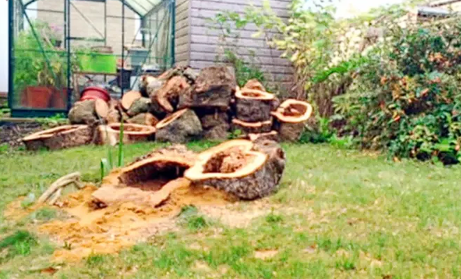 Woman Decides To Cut Down Dead Apple Tree, What She Finds Inside Brings Her Police Protection